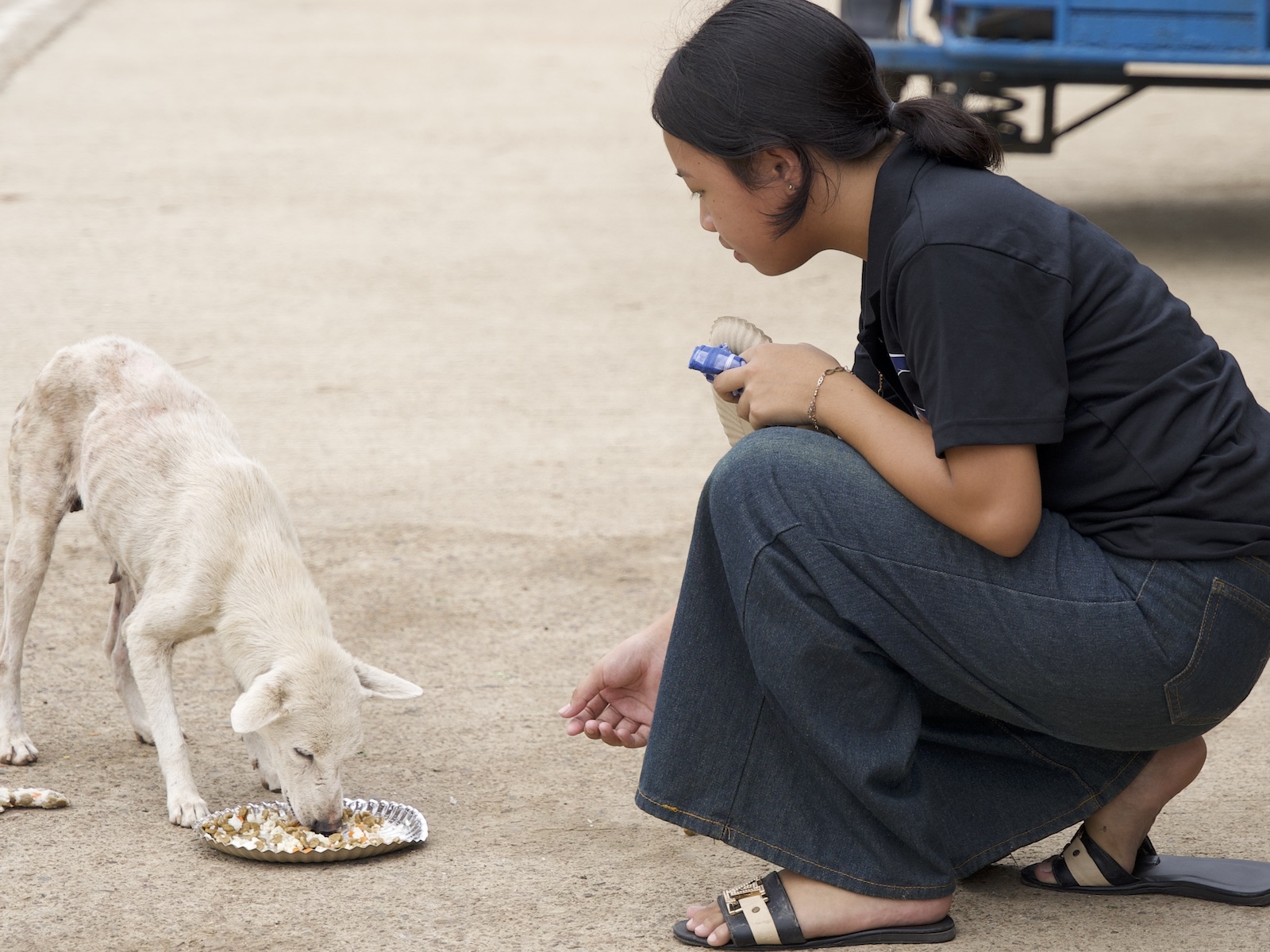 Stray Feeding Program